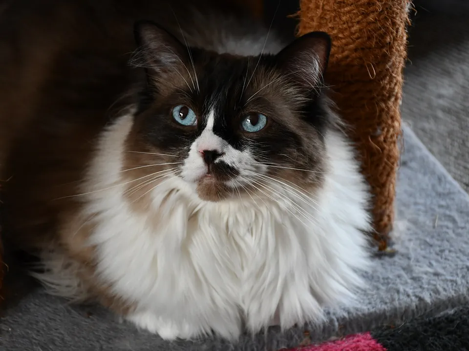 Große langhaarige Katze liegt entspannt auf einem Kratzbaum