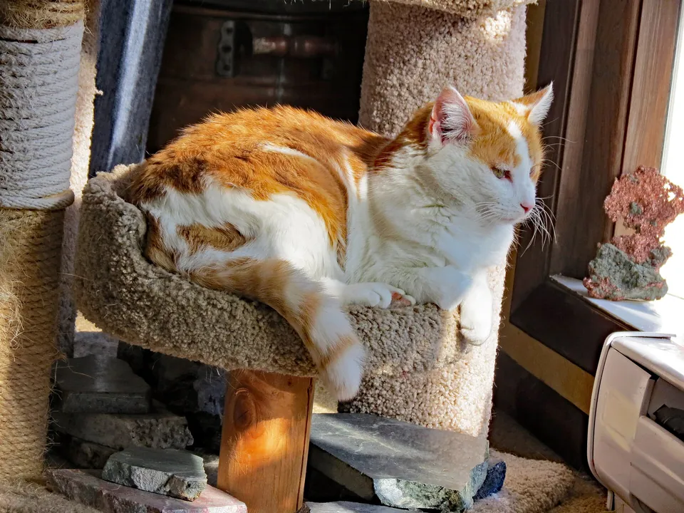 Katze ruht in der Liegemulde eines Kratzbaums