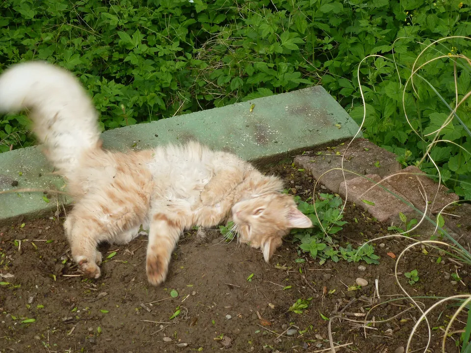 Katze wälzt sich genüsslich in Katzenminze im Garten
