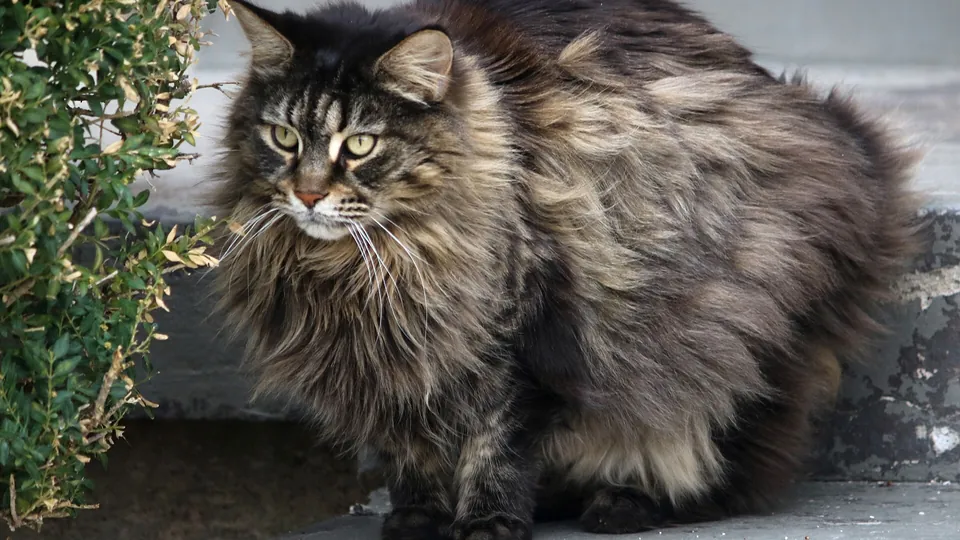 Große, langhaarige Maine-Coon-Katze sitzt vor einem Busch